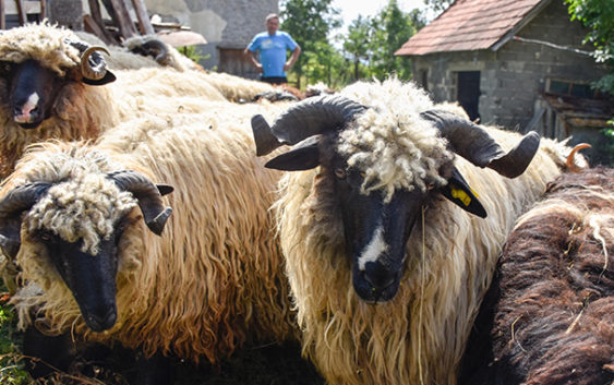 Obavještenje o uplati kurbana za potrebe Javne kuhinje Visoko